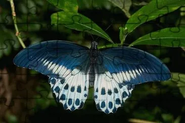 Papilionidae