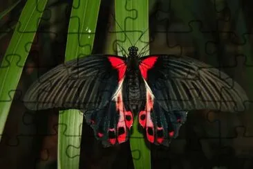 Scarlet mormon