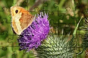 Butterfly on Thistle