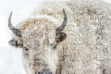 פאזל של white buffalo