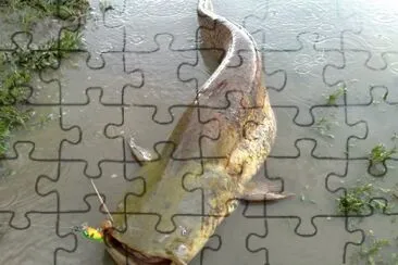 Siluro jigsaw puzzle