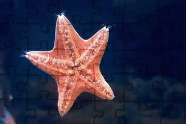 estrella de mar jigsaw puzzle