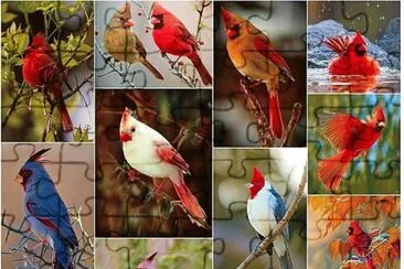 Cardinals jigsaw puzzle