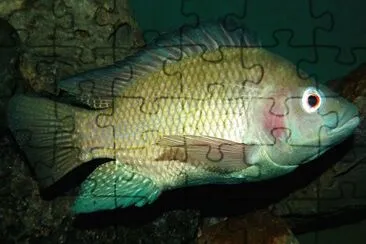 Tilapia del nilo