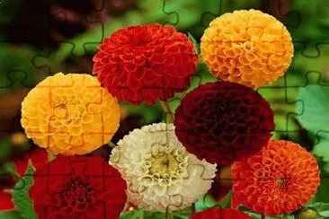 Beautyful Dahlia 's