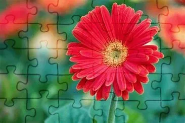 gerbera jigsaw puzzle