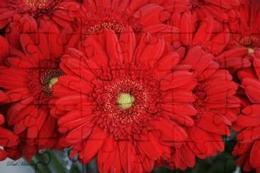 gerbera jigsaw puzzle