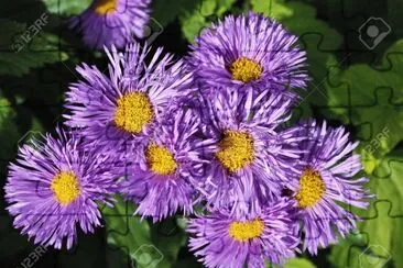 Aster jigsaw puzzle