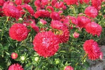 Aster jigsaw puzzle