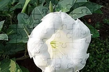 Datura