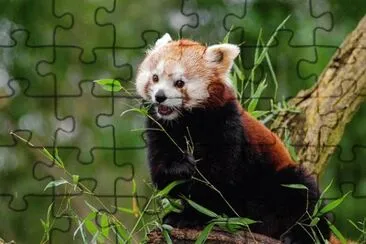 Foto jigsaw puzzle