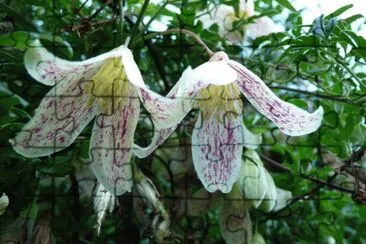 fleurs de clematites