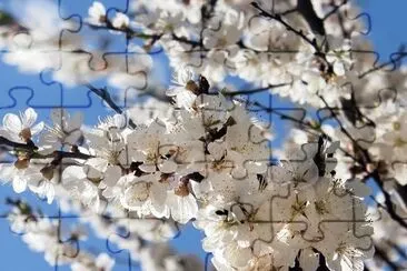 Flores Blancas