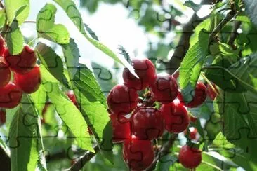 cerises