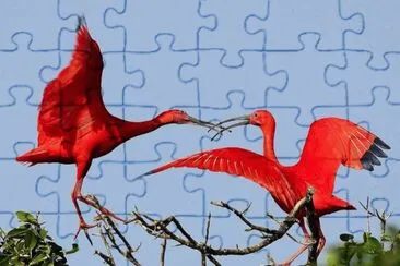 deux ibis rouges jigsaw puzzle