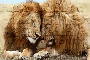 Leones jigsaw puzzle