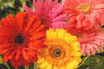 Gerbera