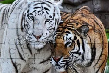 Tigre de Bengala jigsaw puzzle