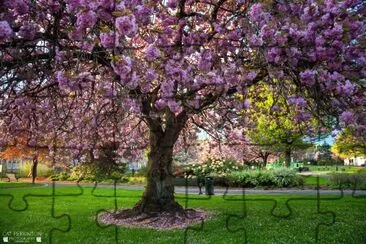 Cherry blossom tree