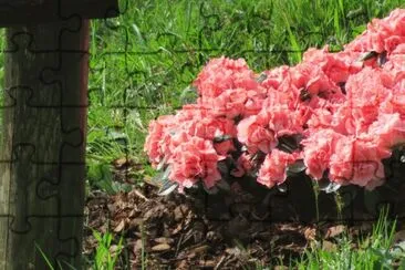 azalea jigsaw puzzle