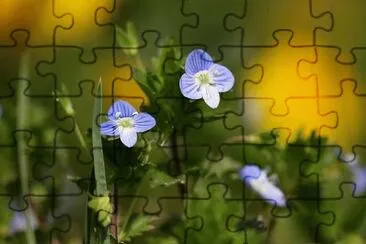 1 jigsaw puzzle