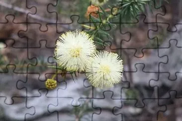 Australian wildflowers jigsaw puzzle