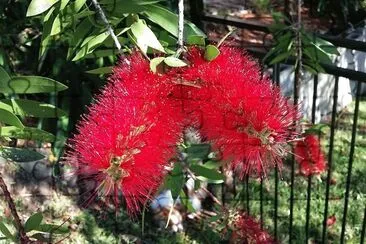 פאזל של Bottle Brush