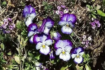 פאזל של Purple pansies