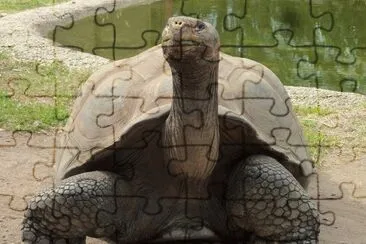 TORTUGA GIGANTE