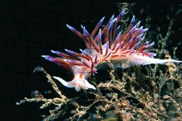 Cratena peregrina