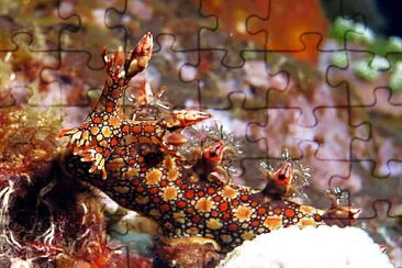 Bornella anguilla jigsaw puzzle