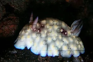 פאזל של Chromodoris hintuanensis