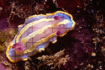 פאזל של Chromodoris krohni