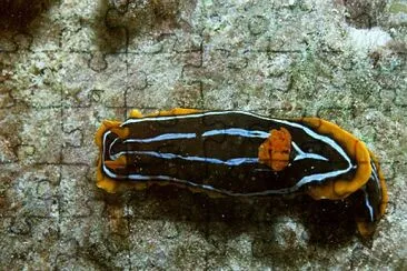 פאזל של Chromodoris kuiteri