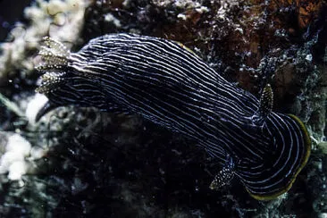 פאזל של Chromodoris lineolata