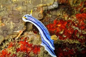 פאזל של Chromodoris lochi