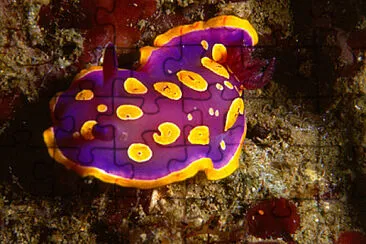 פאזל של Chromodoris luteorosea