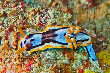 פאזל של Chromodoris michaeli