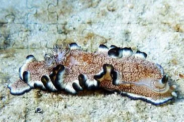 Ardeadoris pullata jigsaw puzzle