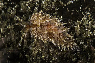 Eubranchus pallidus