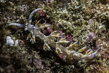 Flabellina engeli