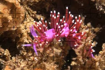 Flabellina funeka