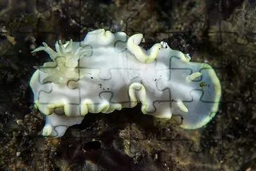 Glossodoris buko