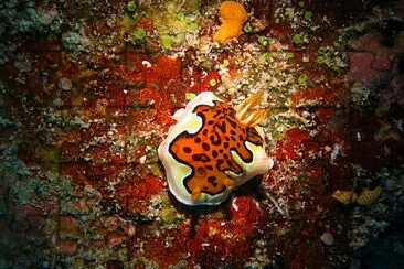 Goniobranchus gleniei