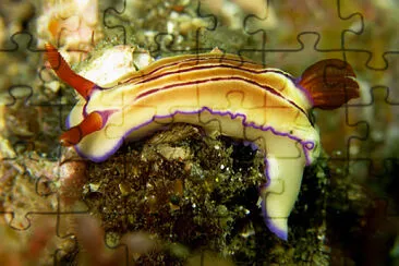 Hypselodoris emma