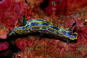 Hypselodoris fontandraui