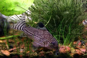 Corydoras julii