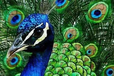 פאזל של peacock