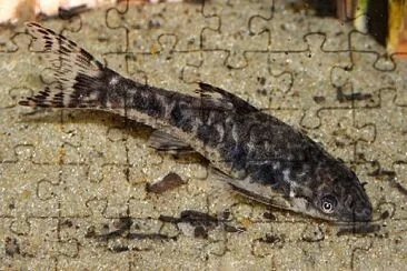 Otocinclus arnoldi