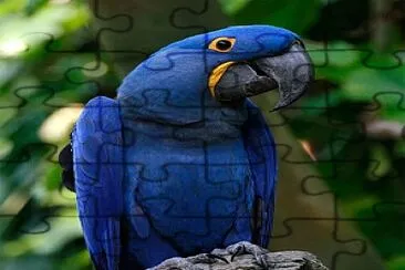 Arara Azul jigsaw puzzle